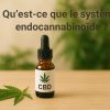 Qu’est-ce que le système endocannabinoïde