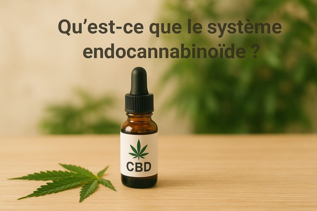 Qu’est-ce que le système endocannabinoïde